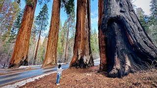 Sequoia National Park | February 18, 2024