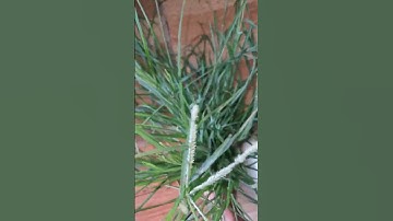 Bài thuốc chữa cao huyết áp