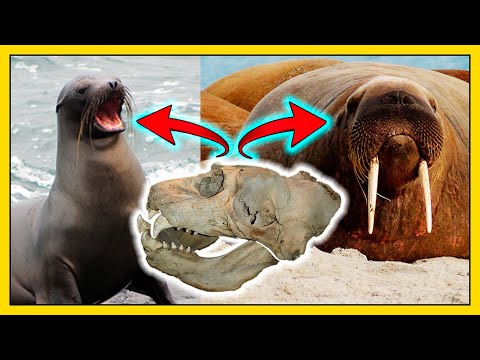 Vídeo: Os elefantes marinhos são pinípedes?