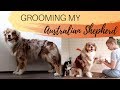 GROOMING MY DOG | Australian Shepherd |