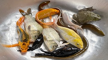 Kem Chanel ra bờ ao kéo vó bắt cá, cá chép, cá mập, cá vàng, cá ba đuôi, cá sấu khổng lồ, con vịt.