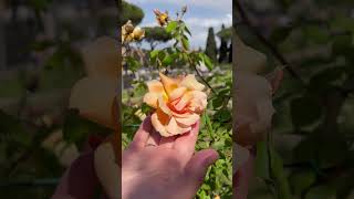 Il roseto di Roma: un luogo bellissimo e gratuito - Roma rose’s garden: free and beautiful! #travel