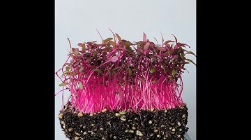 How To Grow Red Amaranth Microgreens In Singapore