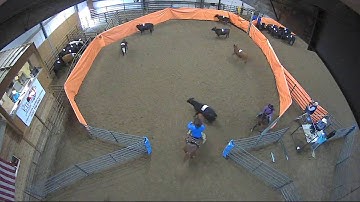 Big Sky Ranch Sorting Saddle Series #2 - #10 H/C - Round #1 - Ride #17
