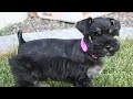 Miniature Schnauzer Puppy - 1st Week of Training! の動画、YouTube動画。