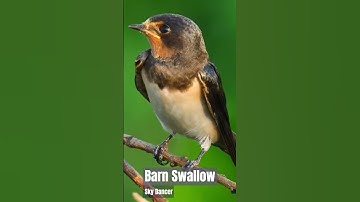 Sky Dancer :The Swift and Graceful Barn Swallow!