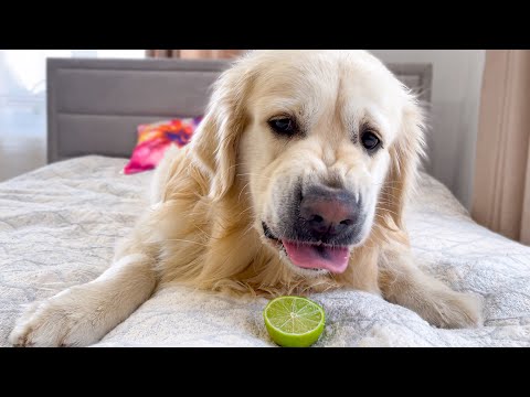 My Golden Retriever Reacts to Trying Lime!