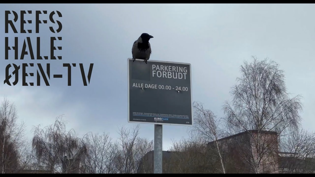 Refshaleøen #2 Februar 2021