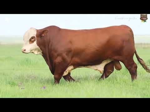 LOTE 50 - TAT TE47 M Braford
