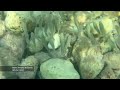 Mallorca diving schnorcheln santa ponca bucht fische