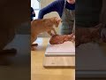 قطة شرقية قصيرة الشعر حقيقية مقابل كعكة قطط تشبهها لحظة تقطيعها تصوير آمن 