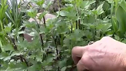 Хризантемы.  Черенкование хризантем.  Посадка черенков.