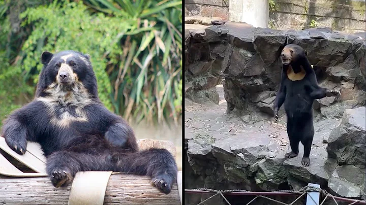 Chinese zoo denies its sun bears are people in costume