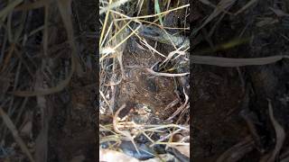 Lubang Belut Cantik Di Bawah Pohon