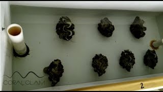 Giant clam hatchery - Spawning - Early life history of Tridacna crocea x Tridacna squamosa