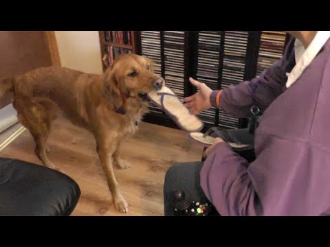 Video: Dogswell je predstavil nacionalni natečaj za pomoč psom za zaščito
