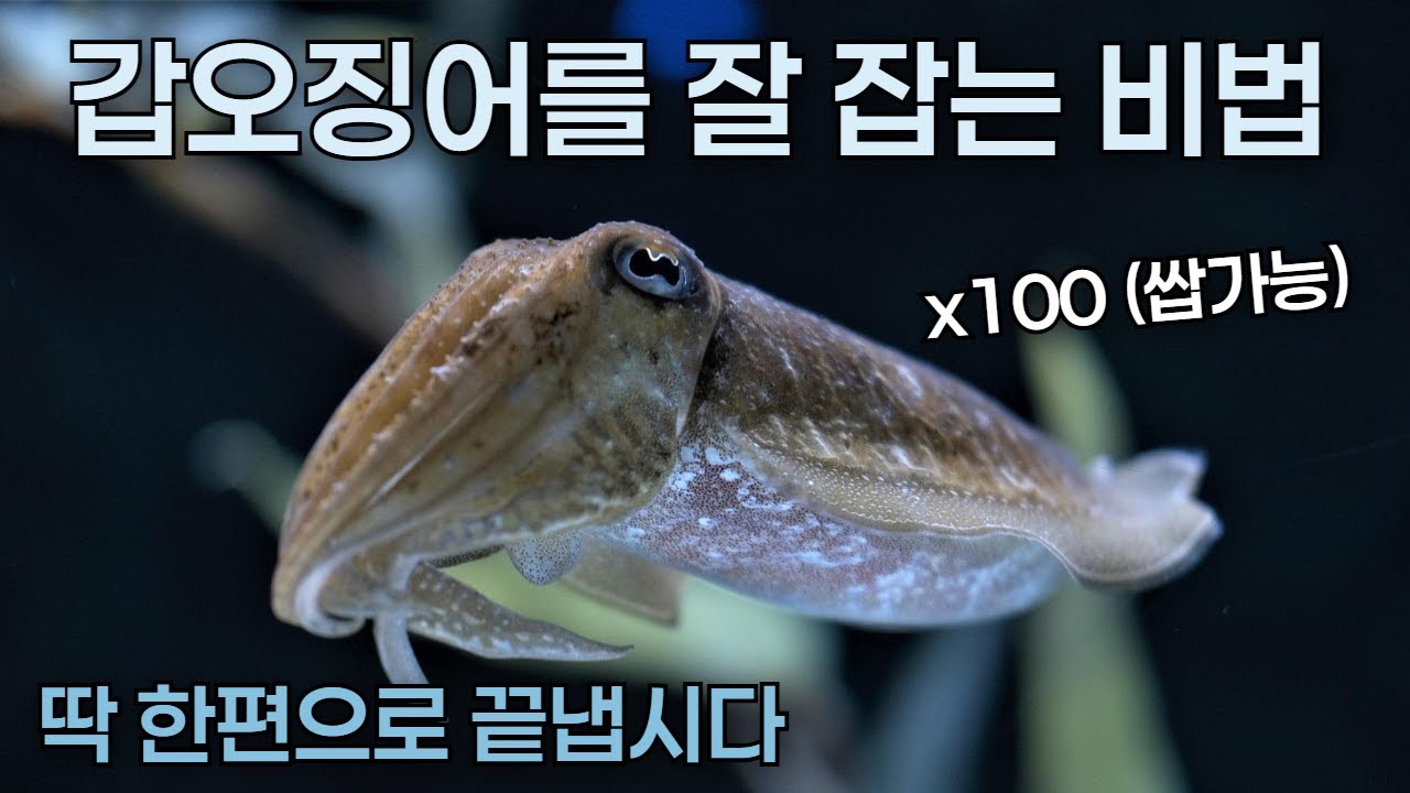 갑오징어낚시 진심100% 딱 한편으로  최종 정리 시켜드리겠습니다. 갑오징어낚시 감이 잘 안오는 분들은 20분만 투자해보세요.