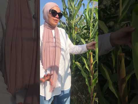 بالدليل القاطع.. الفرق في حجم وجودة كوز الذرة مع "نوفا بلس"