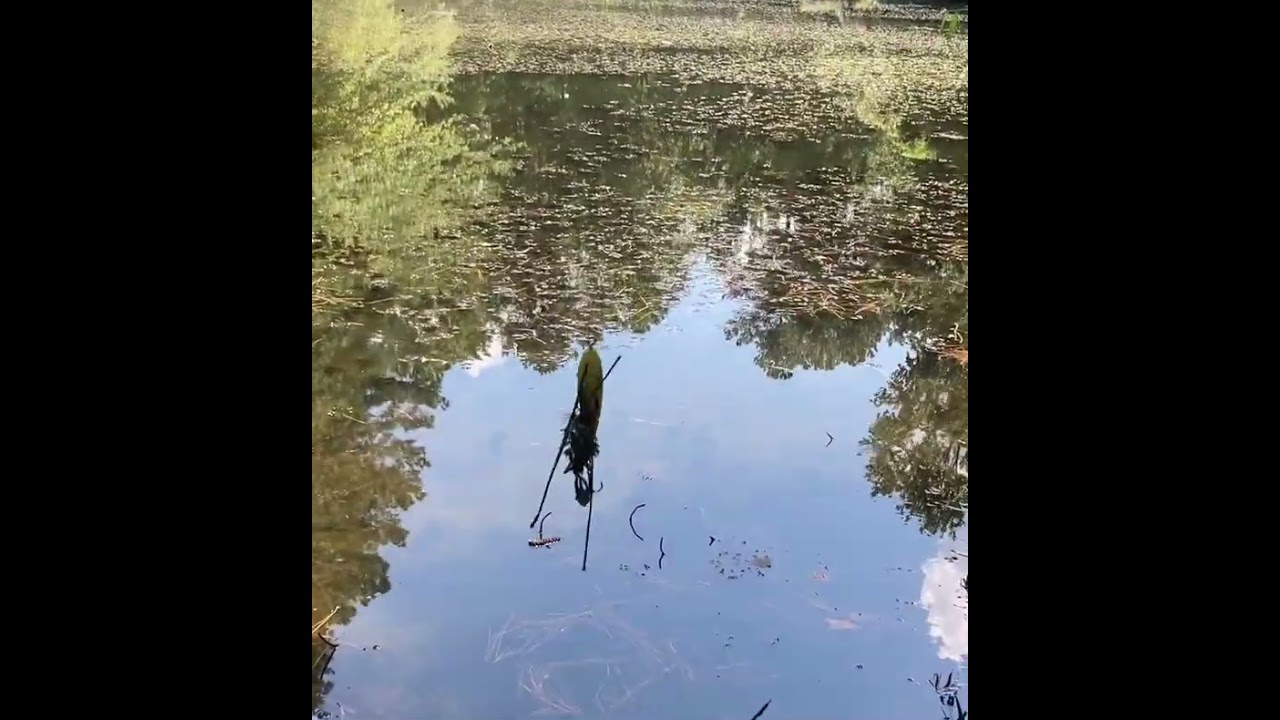 Fishing hidden pond in the woods