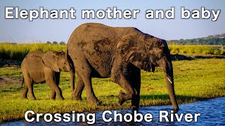 Elephant mother and baby crossing Chobe River【animals, 4K, africa, botswana, nature, relax, family】