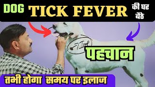 घर बैठे पहचानें Dog Tick Fever Symptoms   Ramawat Dog care