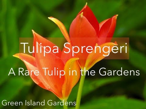 Video: Schrenk Tulip: apraksts un augšanas vieta. Kāda ir atšķirība starp Šrenkas tulpi un Bīberšteina tulpi?