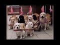 自然界中的奇妙事物 10 可爱狗狗狗拉车 Amazing Thing In Nature 10 Cute Dog Pulling Cart 自然界中的奇妙事物 10 可爱狗狗狗拉车 Amazing Thing In Nature 10 Cute Dog Pulling Cart
