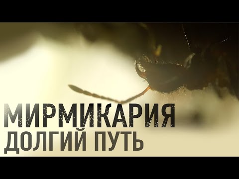 Видео: Myrmicaria opaciventris, или Долгий Путь к Мирмикариям!