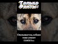 Факт 6  Слёзы