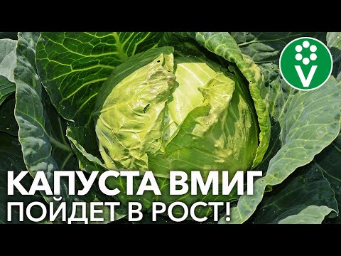 ПОСЛЕ ЭТОГО КАПУСТА НАЧНЕТ РАСТИ КАК НА ДРОЖЖАХ! Особенности подкормки белокочанной капусты