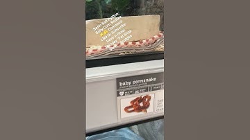 Basic Ball Python, Baby Corn Snakes 😳🫣 Comment  Like Have A Great Tuesday "Pet Shop Short¹" #natgeo