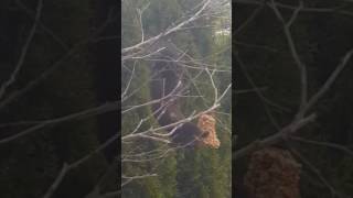 Squirrel vs. Robin