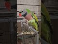 Hihi. Parrot dancing.. #birds #vẹt #markel