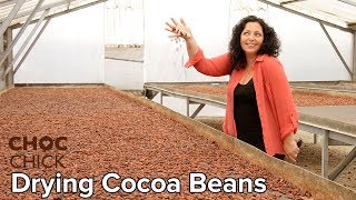 Drying Cocoa Beans