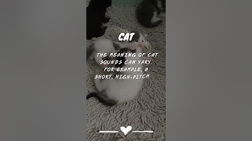 The Hidden Language of Cats: Decoding Feline Sounds