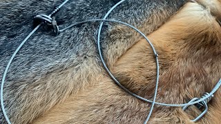 Making cable restraints for fox/coyote.(Pennsylvania legal)