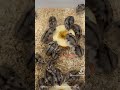 #動物好き #エキゾチック #ハムスター好き #ハムスターかわいい面白い #ハムスターのいる生活 #ハムスター #ハムスター癒し #ハムスター好きと繋がりたい #ハムスター動画 #ハムスターの日常