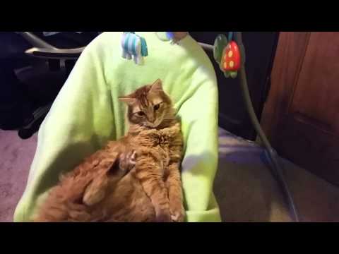 Video Cat loves the baby swing