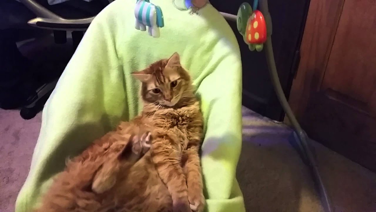Cat loves the baby swing YouTube