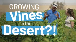 Growing Vines in the Desert | The Inspiring Story of Be'er Milka's Desert Bloom Project in Israel