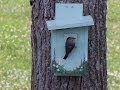 Making a Good Bluebird House Making a Good Bluebird House
