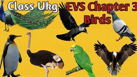 Class UKG EVS | Birds name | Birds name in English | Class Ukg EVS Syllabus