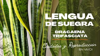 Programa 185 Lengua De Suegra Dracaena Trifasciata Ex Sansevieria Cuidados Y Reproducción