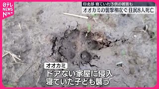 【子ども含む8人死亡】インドでオオカミに襲われる被害相次ぐ