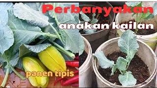 Seri87||Memperbanyak kailan dari anakan dan menanam seledri lagi.@kebunmini_terrace1989 Seri87||Memperbanyak kailan dari anakan dan menanam seledri lagi.@kebunmini_terrace1989