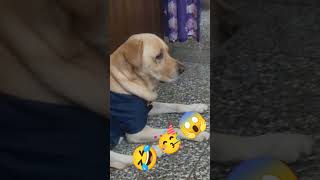 Cute dog lebara cute dog #dog #doglover