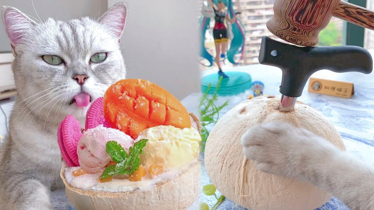 Кот готовит мороженое. Котик готовит еду тик ток. Cat cook