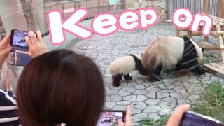 Baby panda fuhin🐼Mom's imitation is too cute😍👍
