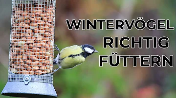 Was darf man Vögel im Winter nicht füttern?