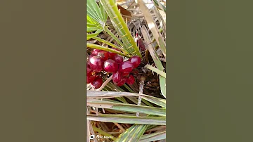 ثمار الدوم الغاز 